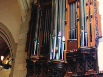 Organ 5